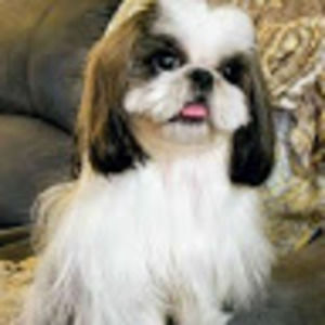 Meet your Posher, Billie